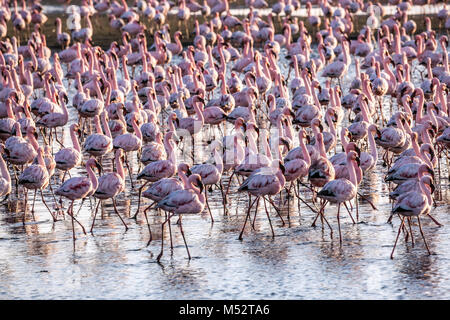 Herde von rosa Flamingos in Namibia Stockfoto