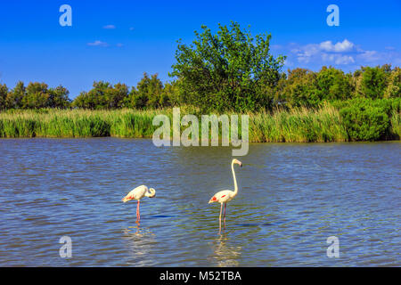 Ein paar rosa Flamingos roost Stockfoto