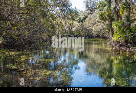 Die natürliche Schönheit des blauen Feder Einlass entlang der St. Johns River Blue Spring State Park, in der Nähe von Orange City, Florida. (USA) Stockfoto