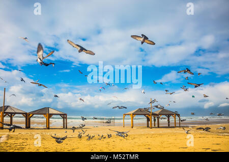 Herde der Tauben vom Sandstrand fliegen Stockfoto