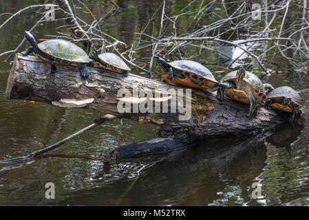 Eine Reihe von Yellow-bellied Schieberegler Schildkröten auf ein Protokoll auf Ellie Schiller Homosassa Springs Wildlife State Park in Homosassa, Florida. (USA) Stockfoto