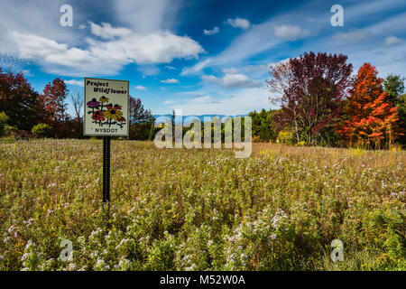 Blühende Wiesen und Falllaub in Columbia County. Projekt Wildflower, eine Initiative von der New Yorker Abteilung der Transport, fördert roadsi Stockfoto