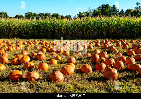 Pumpkin Patch vor Feld von Mais. Stockfoto