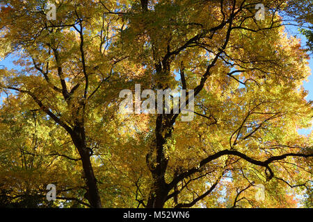 Acer monspessulanum, französischer Ahorn Stockfoto