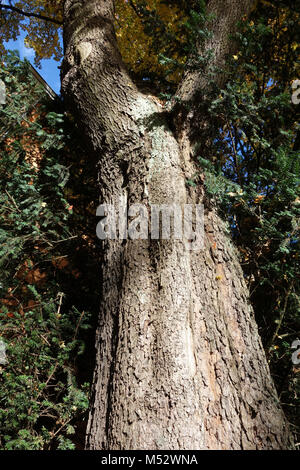 Acer monspessulanum, französischer Ahorn Stockfoto