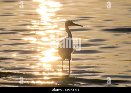 Die Silhouette des Snowy Reiher in der Malibu Lagoon Stockfoto