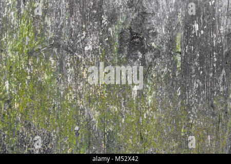 Pilz Holz Hintergrund Stockfoto