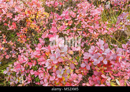 Heidelbeeren mit roten Blätter im Herbst Stockfoto