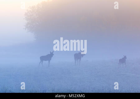 Misty Morning mit mooses im Sunrise Stockfoto