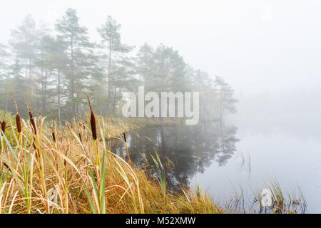 Rohrkolben in einem Feuchtgebiet in Nebel bei einem Wald See Stockfoto