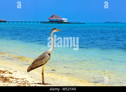 Reiher am Malediven Strand Stockfoto