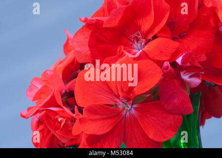 Rote Geranien Stockfoto