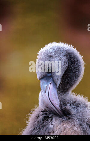 Grau Kinder jungen amerikanischen Flamingo, Phoenicopterus ruber Stockfoto