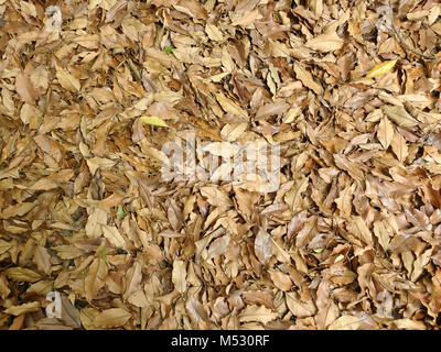 Teppich der gefallenen Laub im Herbst Stockfoto