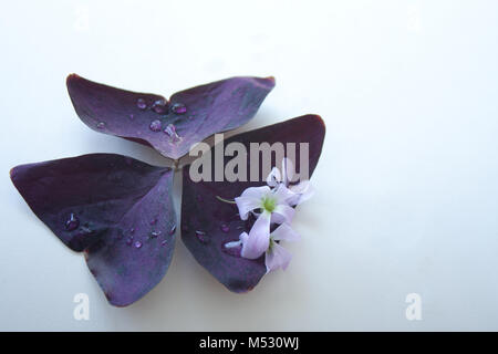 Lila Shamrock mit Blumen und Regentropfen Stockfoto