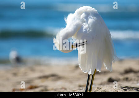 Die Snowy Egret ist Putzen am Malibu Beach Stockfoto