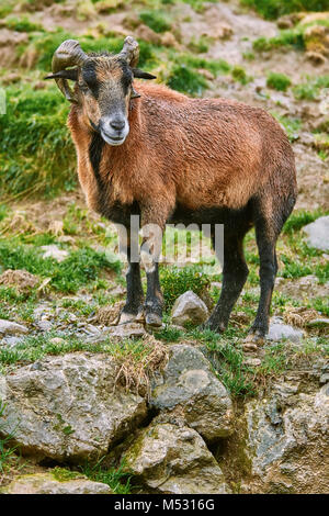 Ram auf Steine Stockfoto