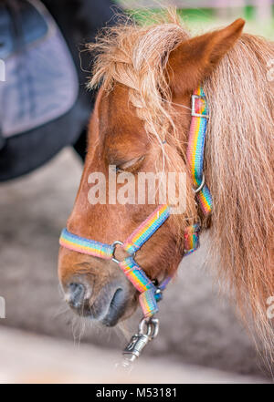 Nahaufnahme eines Leiter einer niedlichen kleinen Pony Stockfoto