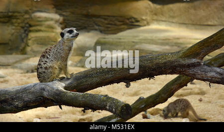 Erdmännchen; Surikat; Stockfoto