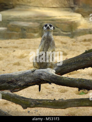 Erdmännchen; Surikat; Stockfoto