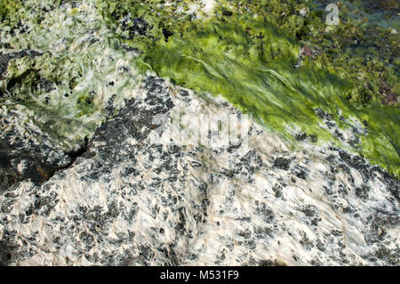 Sea Rock und Wasser mit Algen Stockfoto