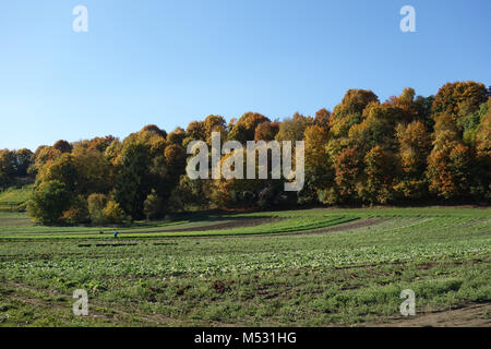 Mischwald im Herbst Stockfoto