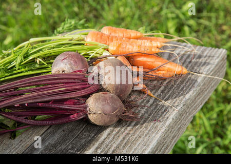 Rote Beete und Karotten aus den Betten auf alten Boards Stockfoto