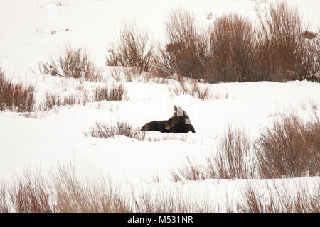 Nach Elche in schneebedeckten Feld in Lamar Tal des Yellowstone National Park, Wyoming, USA ruht. Stockfoto