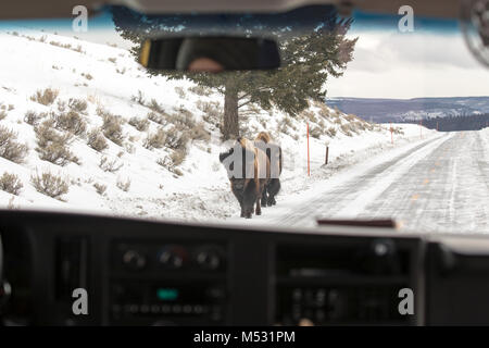 Nach Bison zu Fuß auf der Straße durch das vordere Fenster der tour bus in Lamar Tal des Yellowstone National Park, Wyoming, USA. Stockfoto