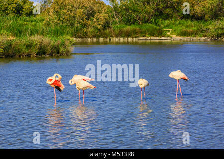 Herde von rosa Flamingos in den Kanal Stockfoto