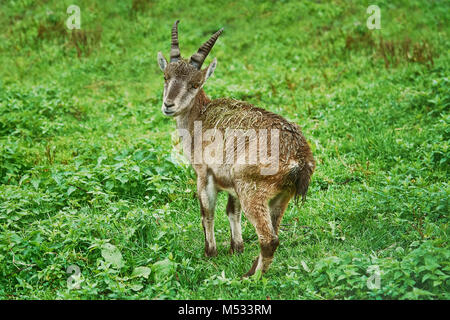 Goatling im Gras Stockfoto