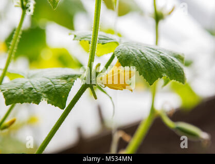 Gurke Triebe und eine gelbe Blume auf dem Bett Stockfoto