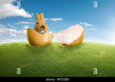 Risse in Eihülle mit kleinen Hasen im grünen Rasen Stockfoto