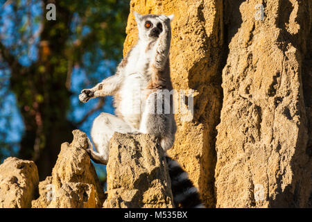 Lemur Madagaskar Stockfoto