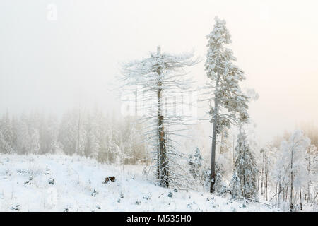 Snag Baum ich ett vinter Landskap Stockfoto