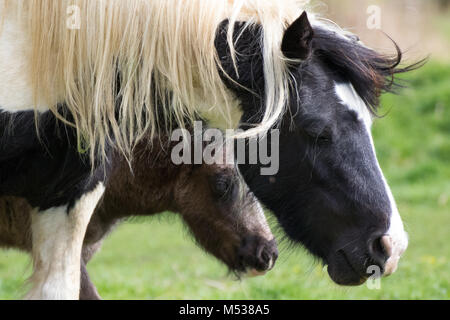 Pferde; Mutter und Fohlen zu Fuß Seite an Seite Stockfoto