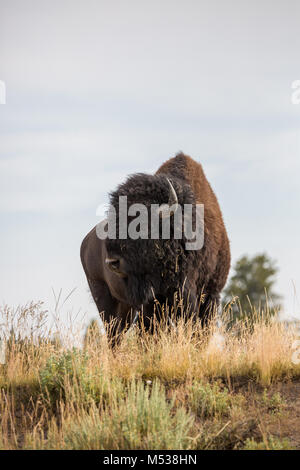 Ein großer Bison Bulle steht in s-Feld im Yellowstone National Park an einem bewölkten Tag. Stockfoto