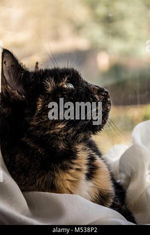 Porträt einer Katze - Schildpatt/Siam kreuz Rasse. Stockfoto