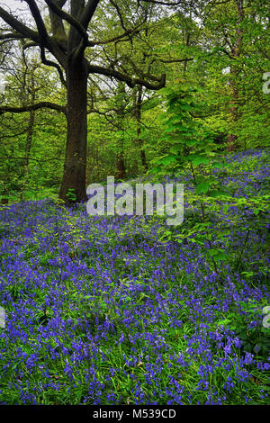 UK, South Yorkshire, Sheffield, Woolley Holz Glockenblumen Stockfoto