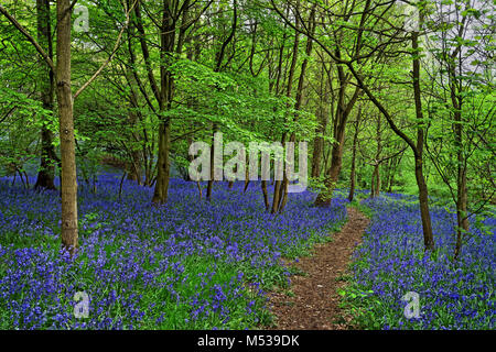 UK, South Yorkshire, Sheffield, Woolley Holz Glockenblumen Stockfoto