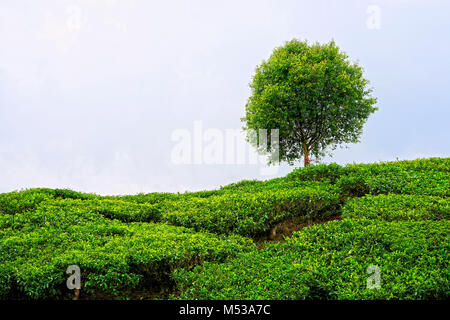 Rancabali Tee Plantage, Ciwidey, Bandung, West Java, Indonesien Stockfoto