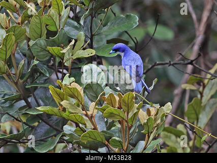 Madagaskar Blau Vanga (Cyanolanius madagascarinus) Erwachsenen auf dem Zweig Analamazaotra Special Reserve, Alaotra-Mangoro, Madagaskar Oktober gehockt Stockfoto