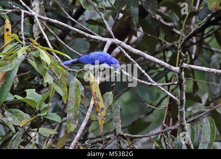 Madagaskar Blau Vanga (Cyanolanius madagascarinus) Erwachsenen thront auf Zweig mit Cricket beute Analamazaotra Special Reserve, Alaotra-Mangoro, Madagasc Stockfoto