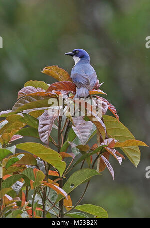 Madagaskar Blau Vanga (Cyanolanius madagascarinus) nach oben am Baum gehockt im Regen Analamazaotra Special Reserve, Alaotra-Mangoro, Madagasca Stockfoto