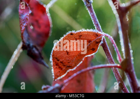 Frost bedeckt Blatt Hintergrundbeleuchtung durch das Licht der aufgehenden Sonne. Stockfoto