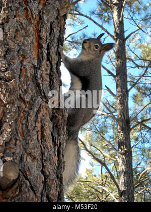 Grand Canyon National Park South Rim-Abert die Eichhörnchen. Abert die Eichhörnchen sind einzigartige Säugetiere am South Rim des Grand Canyon National Park, wo es gibt genug Ponderosa Kiefern ihre ernährungsphysiologischen Bedürfnisse zu liefern. Durch ihren dunklen grauen Rücken mit einer rot-braunen Flecken, weiße Bäuche identifiziert, und lange flauschigen weißen Schwänze Die meisten destinctive Funktion von abert die Eichhörnchen sind ihre großen getuftete Ohren. Eichhörnchen Abert der Feed auf die Kegel, Knospen und Zweige der Ponderosa Pinien sowie Pilz und Baum sap. Mit offensichtlich keine Höhenangst, können sie oft hoch in den Bäumen von HASTEN gesehen werden. Stockfoto