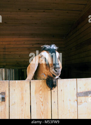 Lustig schöne bunte Ram mit Bart in die Scheune. Bauernhof Szenen Stockfoto