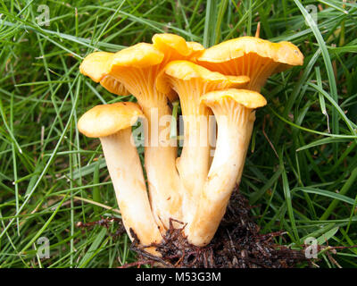 Frische Pfifferlinge mit Wurzeln auf dem Gras, raw Pfifferlinge Stockfoto