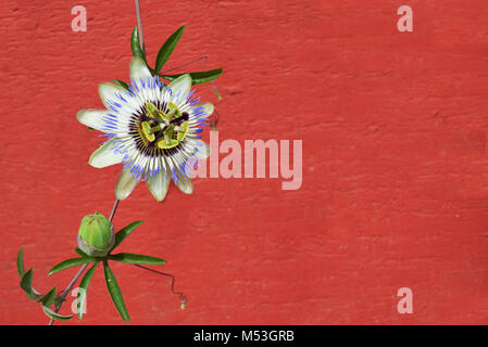 Blaue Passionsblume und Rote Wand als Hintergrund Stockfoto