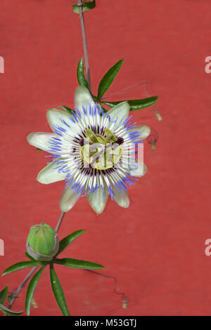 Blaue Passionsblume und Rote Wand als Hintergrund Stockfoto